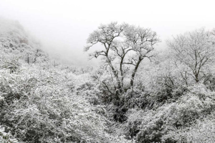 jujuy-nieve