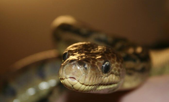 SERPIENTE