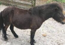 Fue detenido por violar a un caballo y dijo que el animal se le insinuó