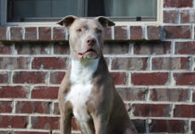 Abuela murió atacada por los dos pitbull de su nieta