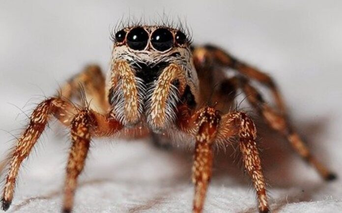 araña-gigante