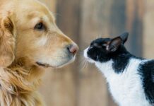 Advierten sobre cuadros graves en perros y gatos con la variante británica de coronavirus