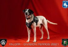 La Policía jujeña presentó a su equipo de perros: uno se llama “Falopa”