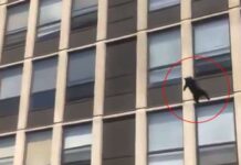Un gato salta desde el quinto piso de un edificio en llamas y sobrevive | VIDEO