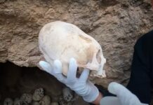 Encontraron calaveras alargadas en Perú y aseguran que son de extraterrestres