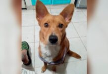 Le impusieron una perimetral por abusar de su perra y dejará de ser su mascota: “El animal no es un objeto”