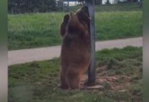 Captan a un “oso pardo” haciendo el baile del caño en un poste de luz