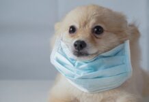Lo que faltaba: Descubren nueva cepa de Covid originada en perros