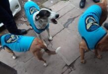 Policías jujeños abrigaron a perritos de la calle con “uniformes” del Comando de Seguridad
