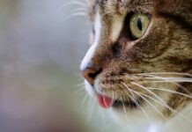 TikTok: su gato peleaba con una araña peluda y ocurrió lo peor que podía pasar