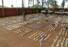 Incautan más de una tonelada de faso en Misiones