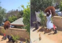 Una adolescente se hizo viral tras enfrentar a un oso para proteger a sus perros