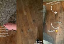 Se mudó a una casa donde alguien había fallecido y lo que encontró debajo de la alfombra fue aterrador