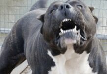Un pitbull intentó devorar a una abuelita y la policía lo mató a tiros