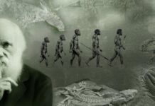 Una nueva hipótesis podría derribar la teoría de la evolución de Darwin