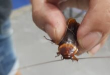 Encontró una cucaracha herida en la calle, la llevó al veterinario y le salvó la vida
