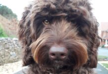 Así perrito salvó a una mujer que intentaba suicidarse