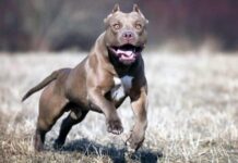 Pitbull enloqueció, mató a otro perro, causó destrozos en una casa y fue acribillado por la policía
