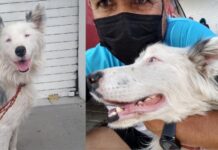 Perro callejero conquistó a su dueño: lo siguió y no se separó de él hasta que lo adoptó