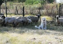 Su perro no regresó al corral con las ovejas y lo encontró haciendo algo sorprendente en medio de la noche