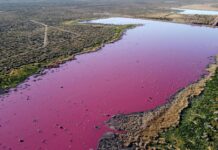VIDEO: una laguna patagónica teñida de rosa por la contaminación de pesqueras