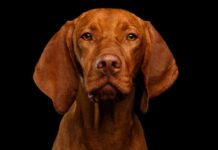 Los perros son capaces de distinguir cuando los humanos les mienten y desobedecer en tal caso