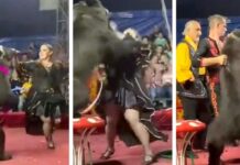VIDEO: Así un oso atacó a su entrenadora en pleno show infantil