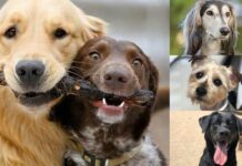 Por qué el 21 de julio se celebra el Día Mundial del Perro
