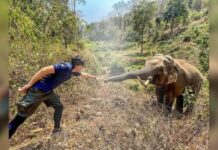 Un elefante saludó al veterinario que lo curó hace 12 años