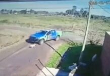 Un video muestra a policías que atropellan y matan a un perrito con el patrullero