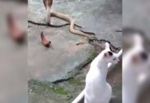 VIDEO: Un gatito valiente se enfrenta a una cobra y salva a su dueño
