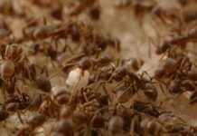 La colonia de hormigas más grande del mundo es argentina