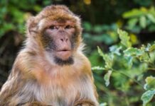 ¿Otra pandemia? Alerta en China por el primer humano muerto por el virus del mono B