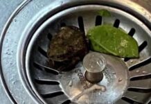 Compró un paquete de espinacas y saltó una rana al abrirlo: “Estoy horrorizada”