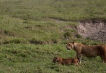 Tres niños buscaban el ganado de sus padres y fueron devorados por leones