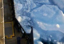 Encuentran bacterias que descomponen el petróleo y el diésel