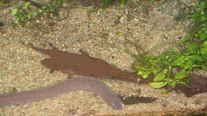 serpiente-pene_r_d_707-895-0.jpg_1734428432