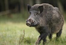 Cazador cazado: murió al ser atacado por el jabalí al que le había disparado