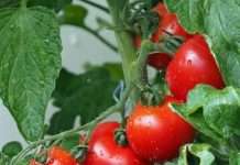 Aumento drástico del precio del tomate en Jujuy