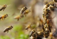 Un hombre murió tras el ataque de un enjambre de abejas