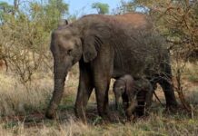 Un elefante mató a un cazador furtivo en un parque nacional