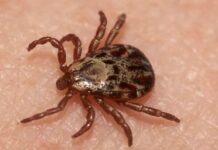 Lo que faltaba: Alerta mundial por el hallazgo de un nuevo virus en Japón