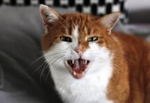 “Todos los gatos domésticos” presentan rasgos psicópatas según un estudio científico