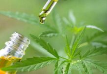 Con la presencia de Kulfas, Diputados avanzó con el proyecto que regula la producción de cannabis medicinal