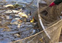 Gobierno elimina y reduce retenciones de productos de la pesca