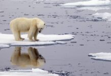 El récord de calor en el Ártico “enciende las alarmas” sobre el cambio climático