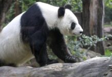 Video impactante: así se escapó un oso panda de un zoológico de Beijing