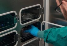 Crean un “cerebro cíborg”, un chip con neuronas humanas que aprende más rápido que la inteligencia artificial (VIDEO)