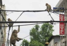 Una manada de monos se robó un bebé de 2 meses y lo ahogó en un tanque de agua