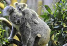 Australia advirtió que los koalas están en peligro de extinción